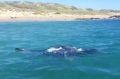 The manta ray came very close to the shore.