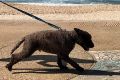 Ebony Conrick age 12 taking the dog for a skateboard in the warm weather , Maroubra Beach 30th April 2017