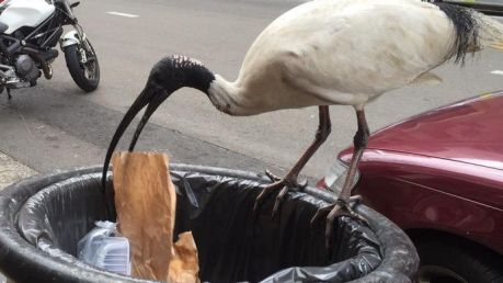 The 'bin chicken' in its adopted city environment with a seagull admirer.