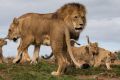 The lion cubs were born after a reversed vasectomy of their father.