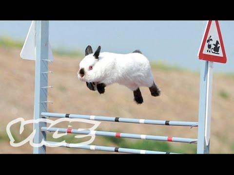 Cute Bunny Jumping Competition!