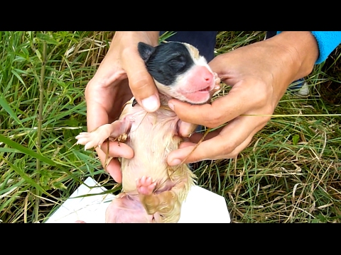 We Went to Rescue Newborn Puppies But Never Expected to Find This