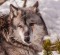 Grey wolves were re-introduced to Yellowstone National Park to try to rebalance an increasingly skewed ecosystem.