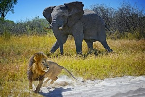 We were sitting in a safari vehicle in Moremi National Park, Botswana last May watching two lions carousing by the ...