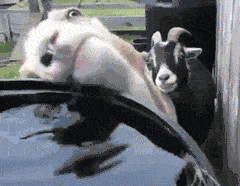 Goat Animated GIF