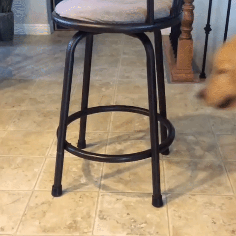 Dog Chair Animated GIF