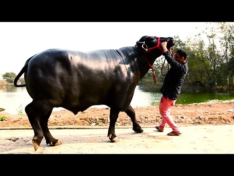 India's Super Bull Yuvraj - Father of 150,000 Calves - OMG! Yeh Mera India