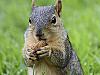 ‘Drunk’ squirrel goes nuts in club