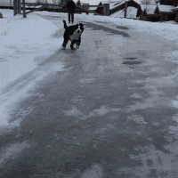 dog snow ice sliding slipping