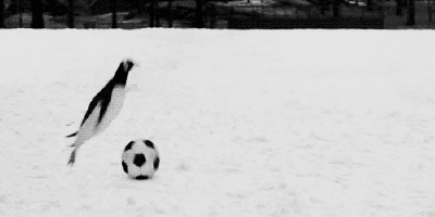 animals soccer running fall ball