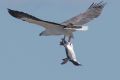 Penguin takes flight: John Prats thought the sea eagle had caught a salmon until he had a closer look. He agreed to his ...