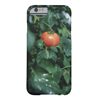 Tomate Funda Barely There iPhone 6