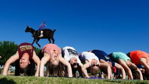 AZ Goat Yoga participants try to stay in a yoga pose as a young goat walks over them at the Welcome Home Ranch, USA.