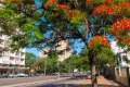 Jacaranda trees add colour to Maputo's wide streets.