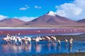 Flamingoes in Laguna Colorada, Atacama Desert in Bolivia.