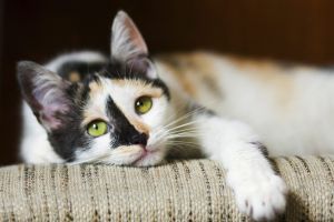 Cats that ate the food have reportedly become ill, though no link has been established. 