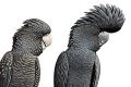 Female and male red-tailed black cockatoo.