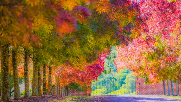 The Claret Ash trees light up in equal amounts of yellow, purple, orange, red and green one or two days a year.