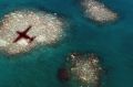 Coral bleaching in the Great Barrier Reef in 2016 was the worst on record.