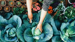 Way before it was considered cool, our front and back yards were planted out with vegetables and fruit trees.