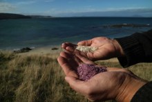 Native flavour boost to Tasmanian salt (ABC Rural)