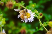 Bee on flower (Supplied: Simon Klein)