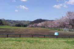 Cherry blossom trees