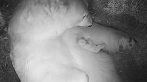 One of the two polar bear cubs at Sea World has died over the weekend.