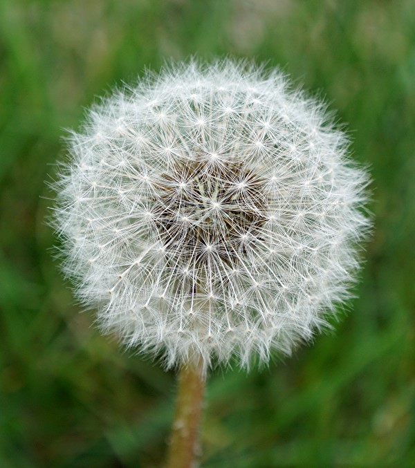 Dandelion