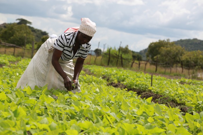 Boosting Capacity for Resilience Building in Zimbabwe