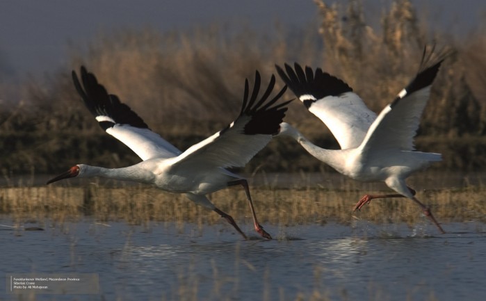 Project: Conservation Of Iranian Wetlands Project - Phase II (Scale-up)