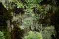 Lichen and moss grow on the trunks of chestnut trees at Nutwood Farm at Mount Irvine. 