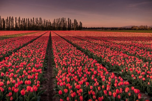 Flickr Hero of the Week: ’153. Tulips spring’ by Sam Azln #FlickrHeroes
Do you want your photo featured as a Flickr Hero? Join the Flickr Heroes group on Flickr and submit your best shots. Two winning Flickr Heroes (aka Cover Images) are announced on...