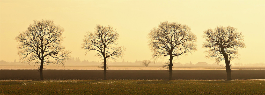 Village Guardians