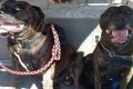 Rush (left) and Rampage (right) were found dead last Sunday after they were attacked by a hammer.