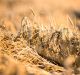 The USDA pegged the 2017/18 wheat harvest at 1.820b bushels, down from 2.310b bushels a year earlier. That would mark ...