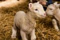 Lambs have been reared in an artificial womb.