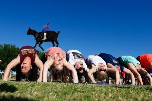 AZ Goat Yoga participants try to stay in a yoga pose as a young goat walks over them at the Welcome Home Ranch, USA.