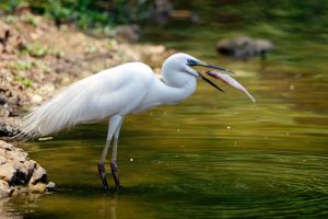 An egret catches fish in a small lake at the Zoological Garden in Naypyitaw, Myanmar.