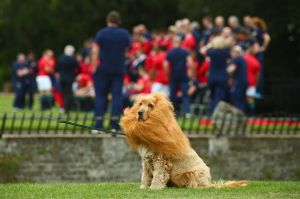  Lola the dog wears a mane as the players line up during a British and Irish Lions photo call at London Syon Park Hotel.