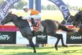 Too easy: Fabrizio, ridden by Jason Collett, cruises home to win the Hawkesbury Cup. 