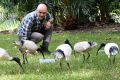 Sean Coogan has studied the feeding habits of the white ibis.