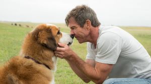 Dennis Quaid stars in <i>A Dog's Purpose</I>, based on humorist W. Bruce Cameron's bestselling book.