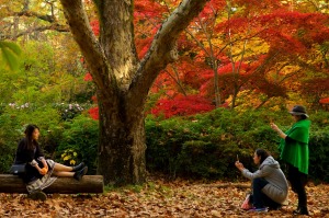 Trees provide a fireworks-like explosion of red, yellow and orange when autumn comes to Mount Wilson in the Blue Mountains. 