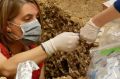 Extracting DNA from a dig at Les Cottes, France. 