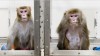 Rhesus monkey in lab