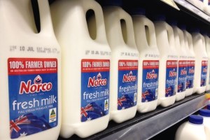 Norco Milk (ABC Rural: Kim Honan)