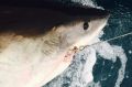 A white shark caught on a smart drumline, tagged and released near Evans Head. 