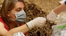 Extracting DNA from a dig at Les Cottes, France. 