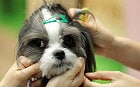 Dog with hair clip 